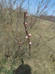 A shadow of a woman next to a bush on a walk