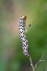 Raupe Braunwurz-Mönch - Shargacucullia scrophulariae