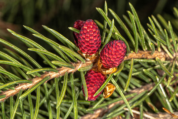 Young Cones of Norway Spruce 'Rubra Spicata' (Picea abies)