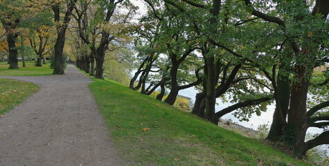 Eine Allee in Köln am Rhein. Bäume mit grünen und gelben Blätter  stehen am Rheinufer und um die Allee.
