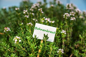Bohnenkraut im eigenen Garten mit einem Schild und dem Wort Bohnenkraut in deutscher Sprache