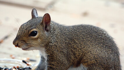 Eastern gray squirrel (Sciurus carolinensis) eating bird seed from a patio in Panama City, Florida, USA