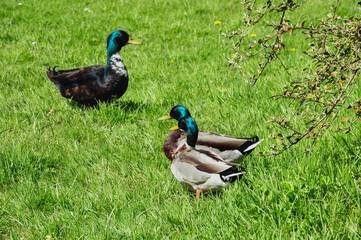 Colorful three ducks in spring .Beautiful landscape with birds