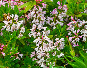 Daphne X Transatlantica ‚Eternal Fragrance‘ . Botanical garden kit Karlsruhe, Baden...
