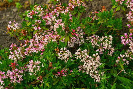 Daphne X Transatlantica &sbquo;Eternal Fragrance&lsquo; . Botanical garden kit Karlsruhe, Baden Wuerttemberg, Germany