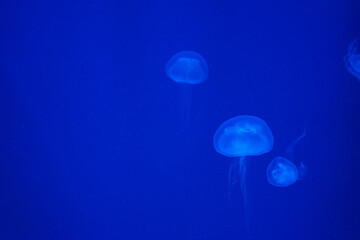Jellyfish illuminated in blue on a blue background. Relax concept. Undersea world. Copy space for text