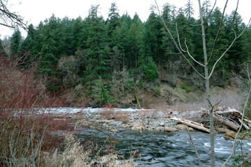 river in the forest