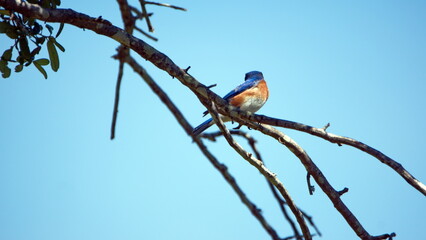 Eastern bluebird (Sialia sialis) perched in a tree in Panama City, Florida, USA