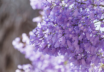 Close up of Violet blue purple flowers of the Jacaranda Mimosifolia tree, jacaranda, blue...