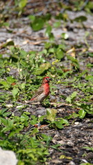 House finch (Haemorhous mexicanus) in the grass in Panama City, Florida, USA