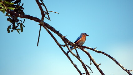 Eastern bluebird (Sialia sialis) perched in a tree in Panama City, Florida, USA