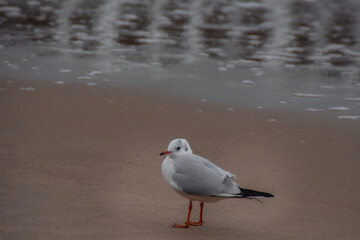 seagull on the beach