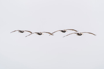 Four Peruvian pelicans flying in a group
