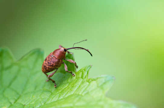 Filbert weevil online