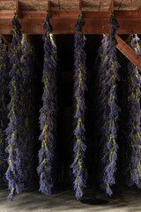 Long Bunches of Purple Lavender Hanging to Dry