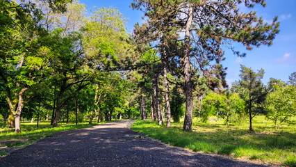 Fototapeta na wymiar Road in the park. A walk in the fresh air.
