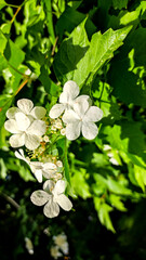 White viburnum flower close up.