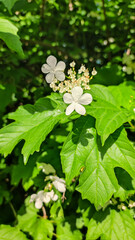 White viburnum flower close up.