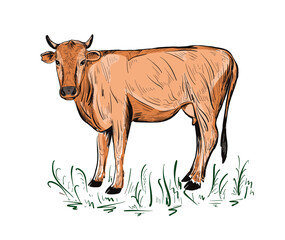Red cow grazing in the meadow.Farming, livestock. Vector illustration.