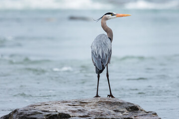 A great blue heron perches on a rock in the Saint Lawrence river