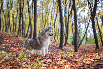 Siberian husky dog in the middle of autumn forest