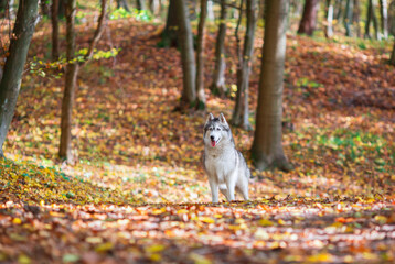 Siberian husky dog in the middle of autumn forest