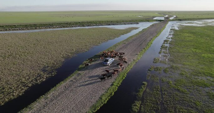 Aerial view of a Pick up surrounded by cows on a dirt truck in the middle of the field.
