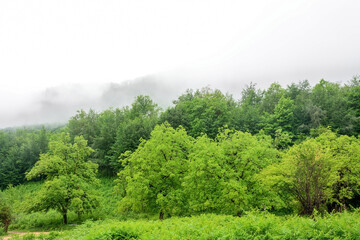 Alpine meadows, foggy mountains at Abkhazia (Kodori Gorge)