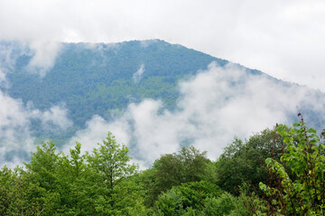 Alpine meadows, foggy mountains at Abkhazia (Kodori Gorge)