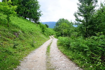 Fototapeta na wymiar Mountain road with trees at Abkhazia (Kodori Gorge)