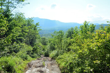 Fototapeta premium Mountain road with trees at Abkhazia (Kodori Gorge)