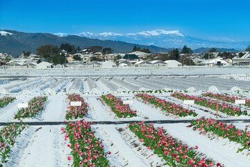 積雪の日本のチューリップ畑と残雪の船形山