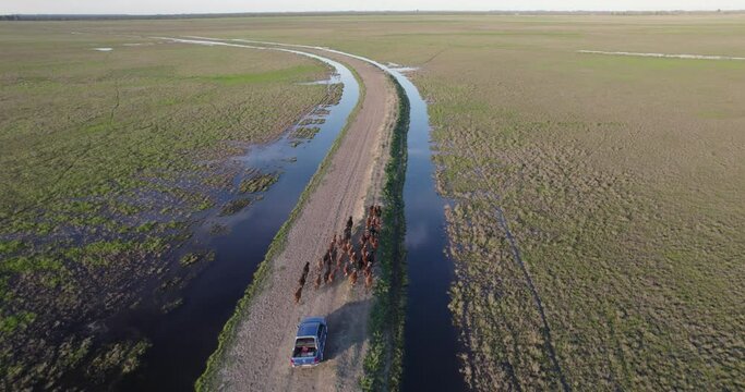 Aerial view of a blue pick up herding cattle on a dirt truck in the middle of the field.