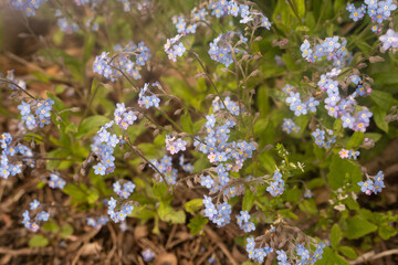 myosotis myosote forget-me-not in spring in a forest