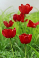 Obraz premium red tulips in spring