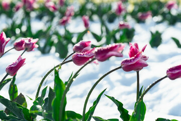 春なのに積雪の日本のチューリップ畑