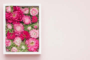 White frame box filled with various vibrant blossom pink flowers and green leaves details. Minimal flat lay concept on pastel pink background with copy space. Greeting card for blooming season.