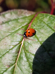 ladybird on leaf
