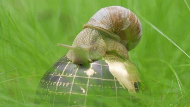 Ecological concept. In the grass there is a globe on which the snail moves. Close up