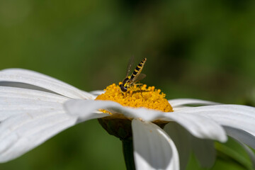 A specimen of Episyrphus Balteatus pollinating a daisy while feeding on it