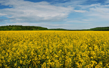 Obraz premium beautiful landscape rapeseed and blue sky above it. Focus on flowers
