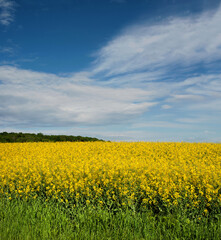Fototapeta premium Field of bright yellow rapeseed in spring