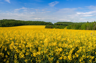 Obraz premium Beautiful rapeseed field in the foreground and forest behind with blue sky