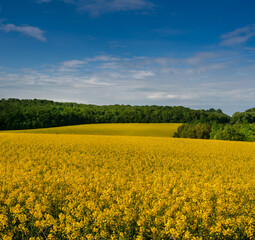 Obraz premium yellow field of blossoming Rapeseed (Brassica napus) before tree line focus on landscape