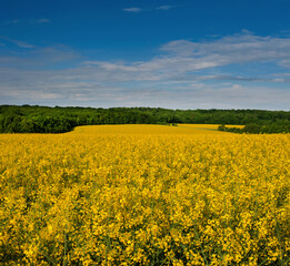 yellow field of blossoming Rapeseed (Brassica napus) before tree line against blue sky background.