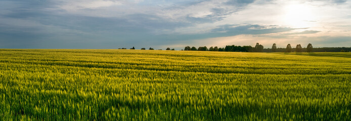 Huge field of winter wheat spikelets in windy weather. There are trees on the horizon. Beautiful landscape at sunset.