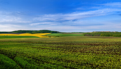 Fototapeta na wymiar a field of soybean sprouts in the foreground, a panoramic view of rapeseed and green fields and the blue sky above