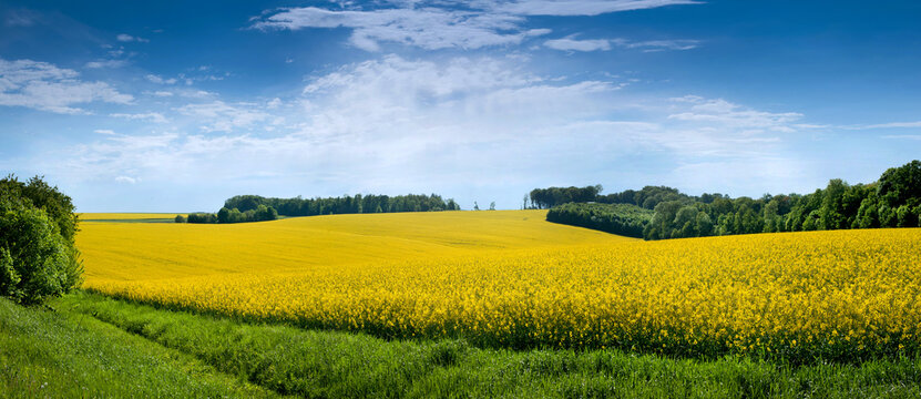 Landscape Fields with rapeseed with blue sky, canola rapese is a plant agricultural industry © pavlobaliukh