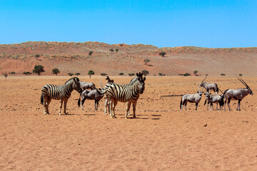 Fototapeta na wymiar Zwei gestreifte Zebra mit Oryx Antilope während einer Safari in der Wüste Namib in Namibia