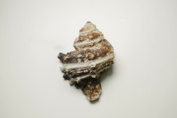 Shell on a white background, indoor photo